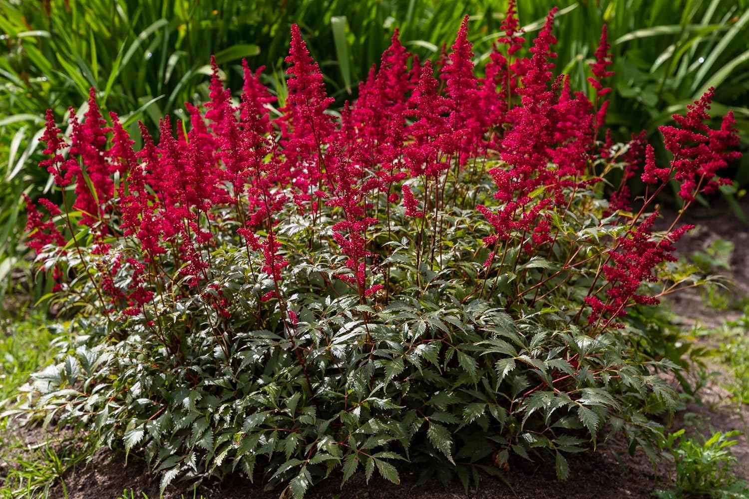 Stauden Gänge 10 x Astilbe arendsii 'Astary Red' Prachtspiere winterhart