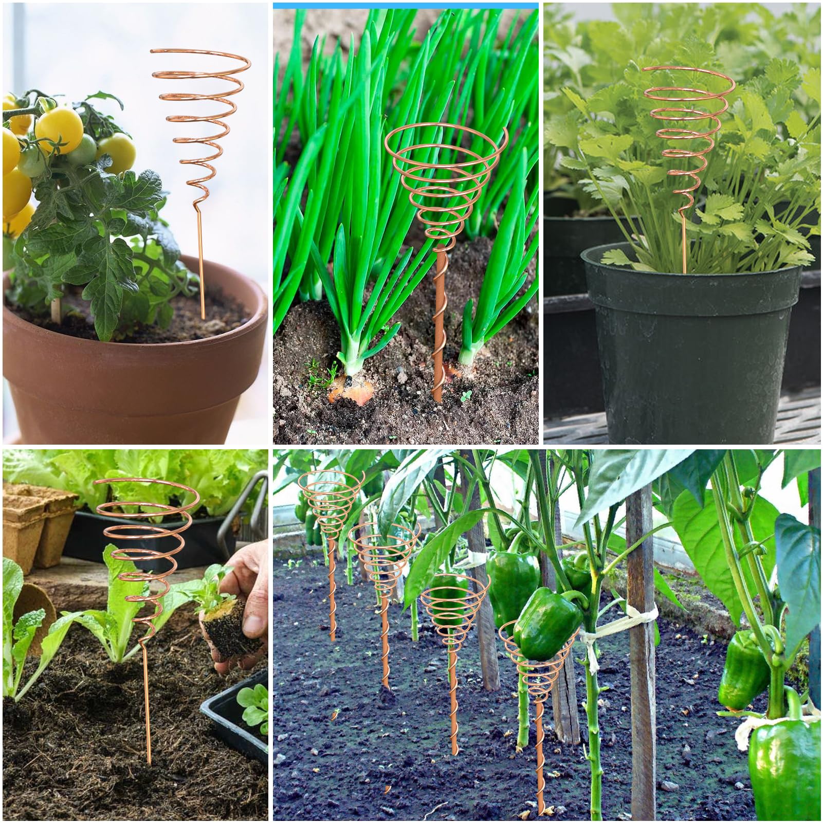 Gabarit D'enroulement De Bobine Fibonacci Pour Jardinage électroculture