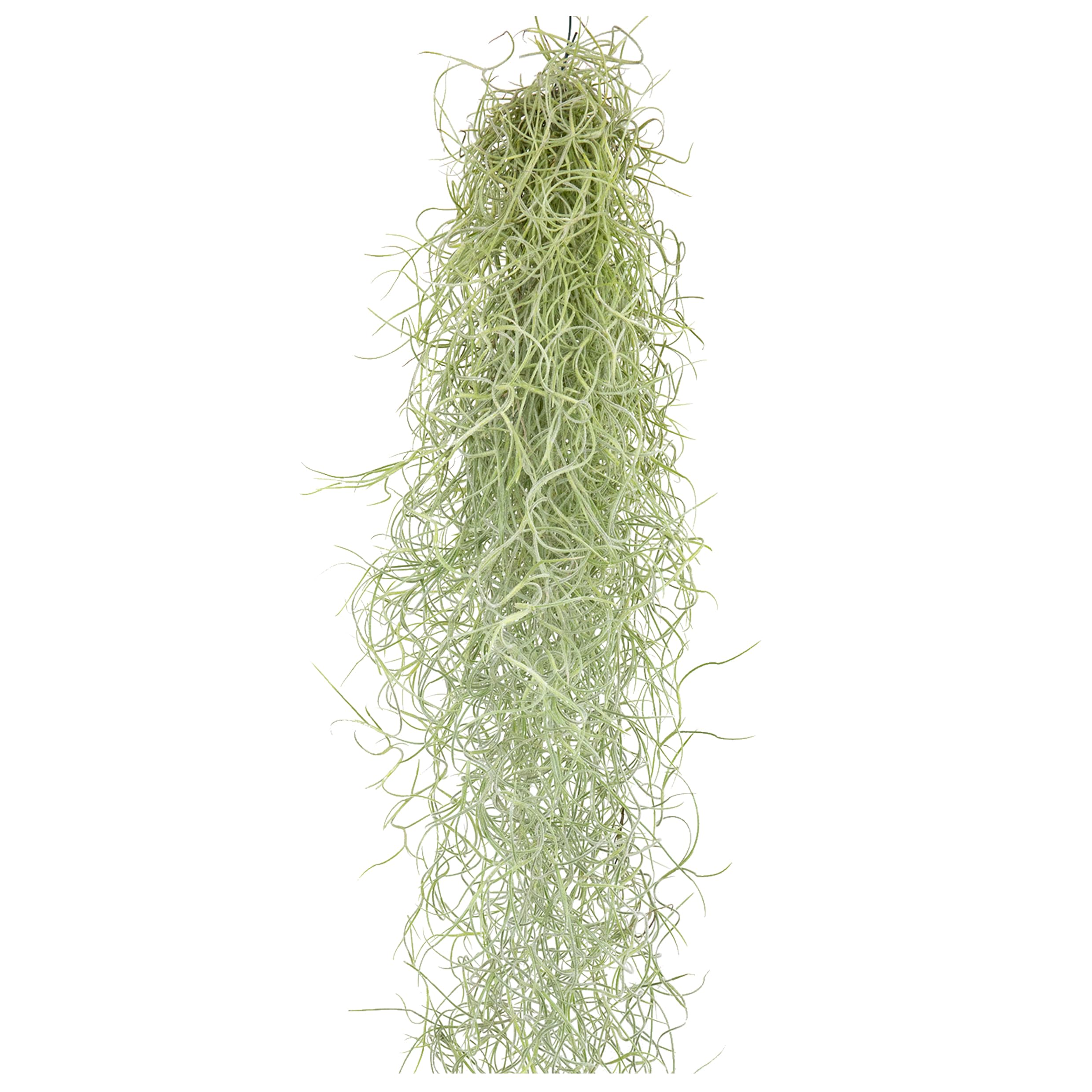 Spaans mos (Tillandsia Usneoides