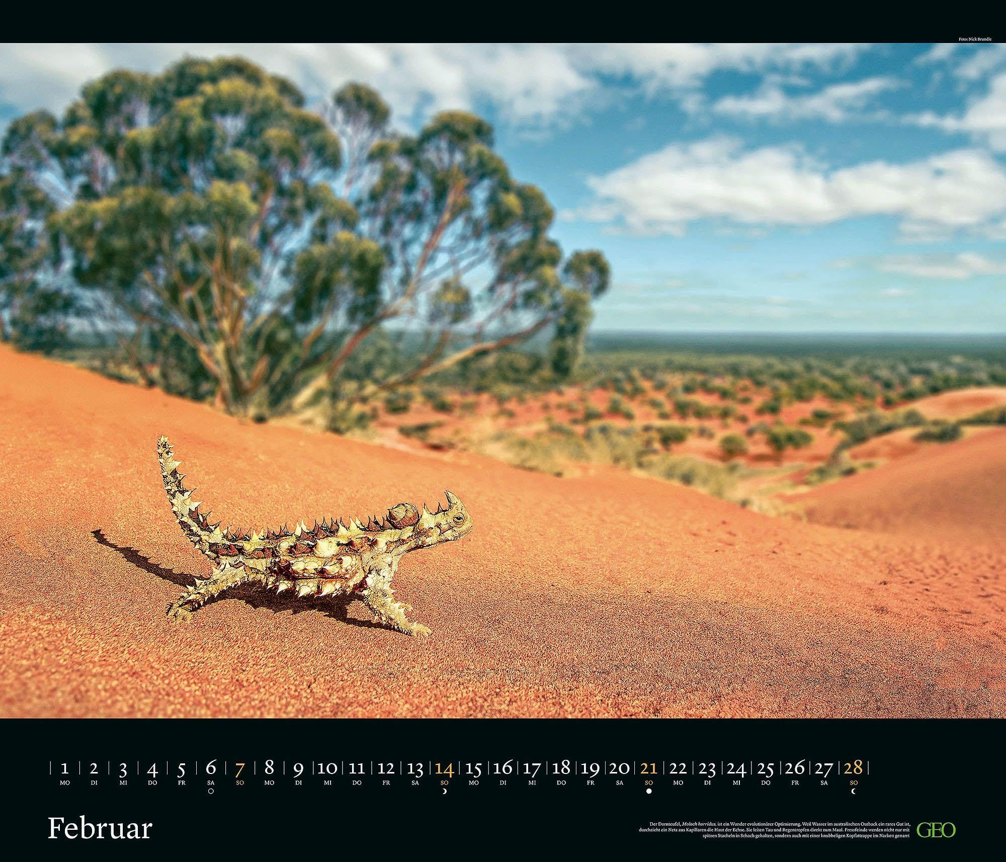 GEO Edition Tierwelten 2027 Wandkalender 70x60 cm mit 12 Tierfotografien, deutschem Kalendarium, Spiralbindung