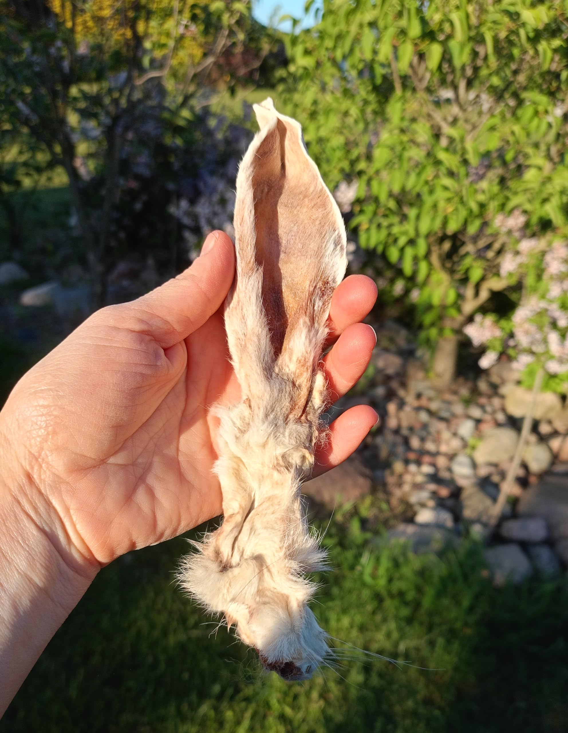 Oreilles de lapin pour chiens - 1 kg - Oreilles de lapin séchées avec fourrure, collation à mâcher riche en protéines - Friandise naturelle pour chien - Pour soins dentaires, barbe et mastication