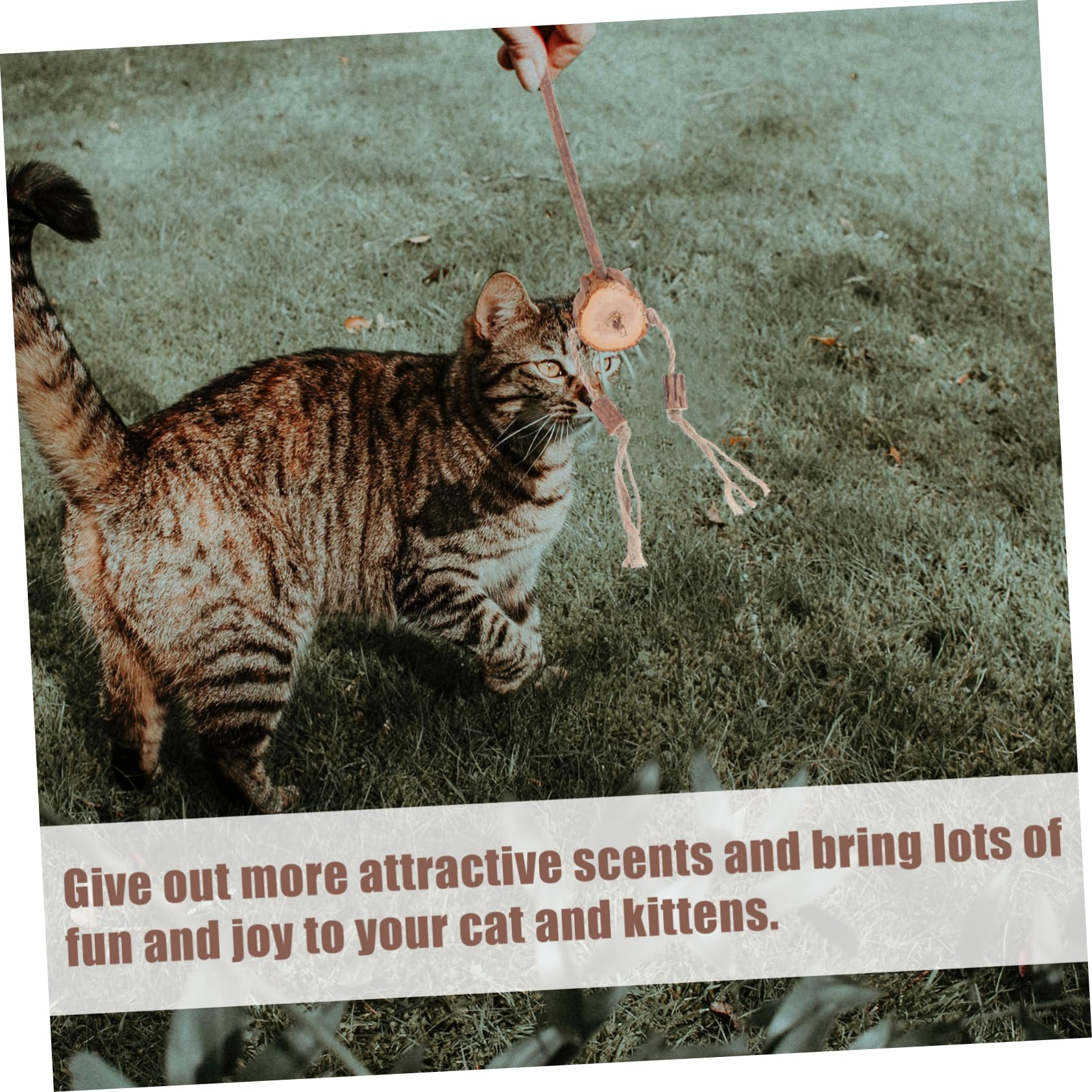 Jouets pour Chats, Lot de 6 Jouets interactifs for Le Nettoyage des Dents et soulagement du Stress Chatons d'intérieur
