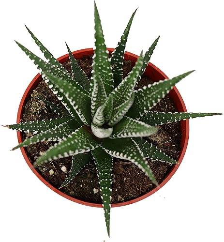 Miniatura 6 de Cactus Zig Zag - 4" de California Tropicals