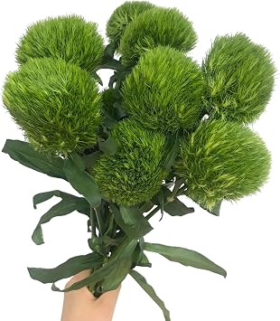 10 Stems of Greenhairball Fresh Cut Flowers Hydroponic Flower Arrangement With Long Flowering Period Gifts for home decoration birthdays anniversaries healing sympathy