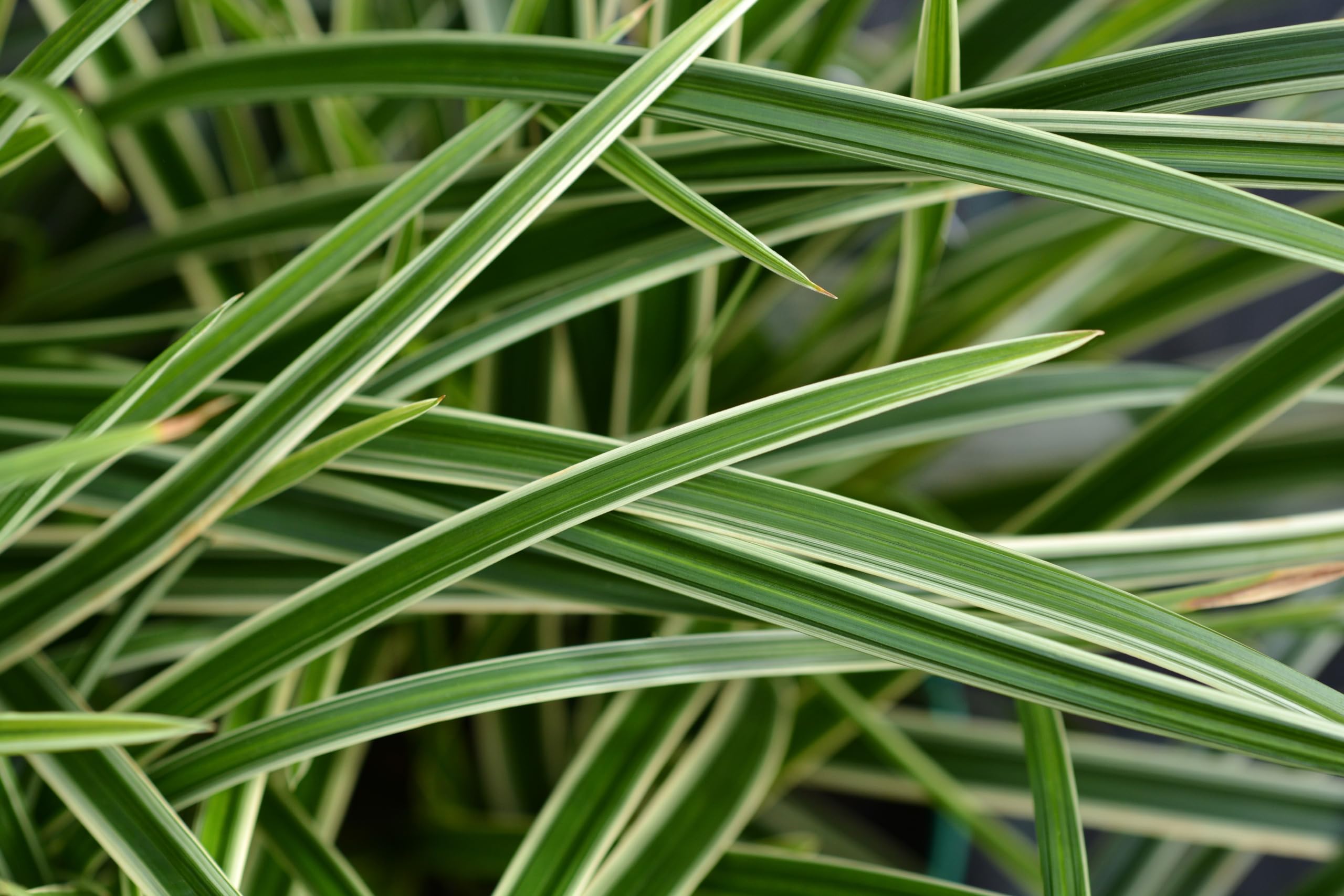 Stauden Gänge 10 x Carex morrowii 'Ice Dance' Bunte Japan Segge winterhart