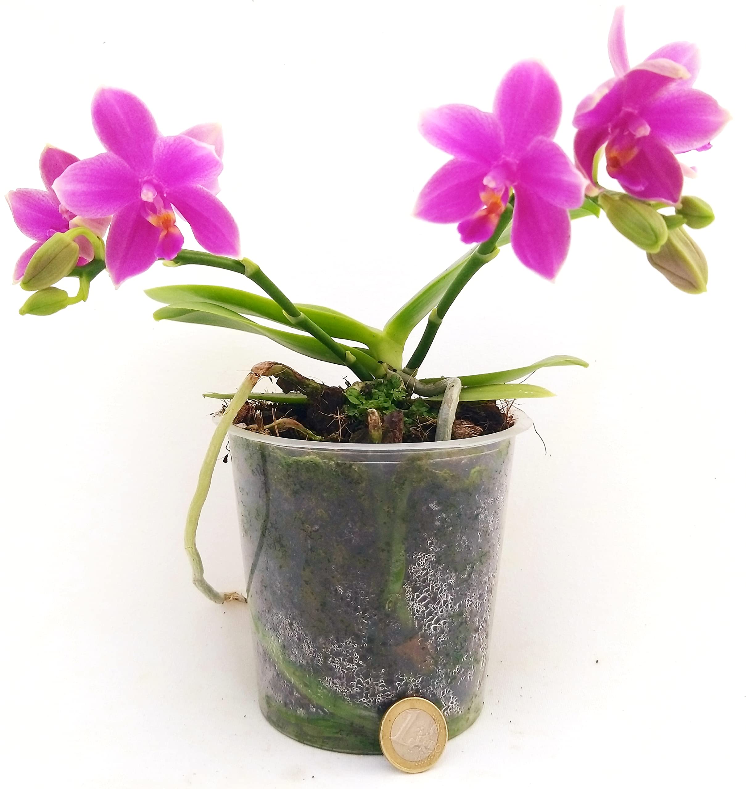 POWERS TO FLOWERS - ORCHIDEA PHALAENOPSIS PROFUMATA, LIODORO, LOVE POTION, Pianta Vera