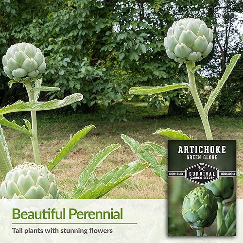 Miniatura 3 de Semillas de alcachofa Green Globe para plantar, paquete con instrucciones para plantar y cultivar Cynara Scolymus perenne en tu jardín de verduras