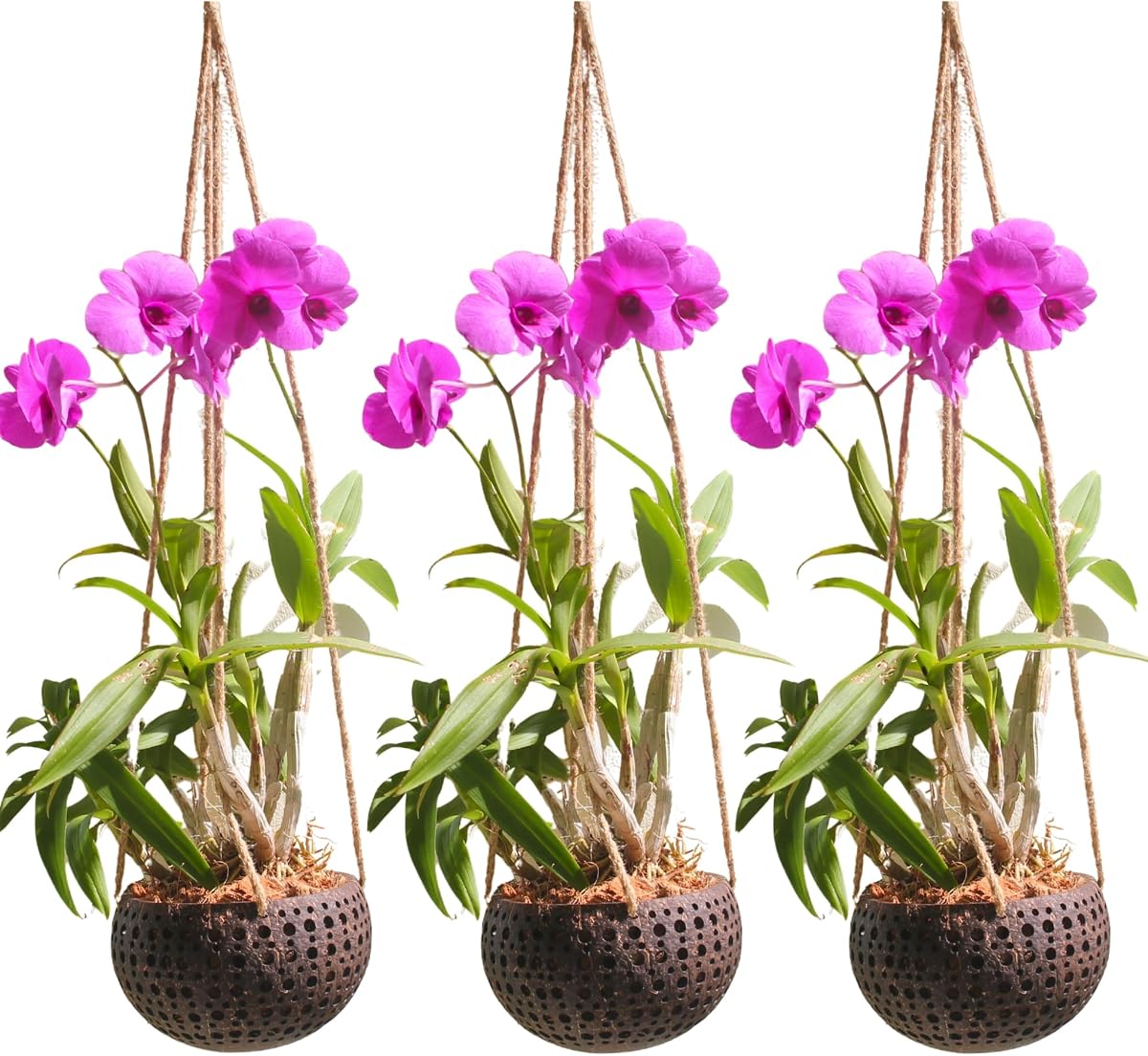 Juego de 3 macetas de orquídeas colgantes para orquídeas pequeñas, jardineras de coco hechas a mano, macetas de orquídeas con agujeros, jardineras de coco, regalos de orquídeas