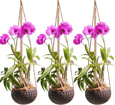 Set of 3 Hanging Orchid Pots for Small Orchids, Handmade Coconut Planters, Orchid Pots with Holes, Coconut Planters, Orchid Gifts