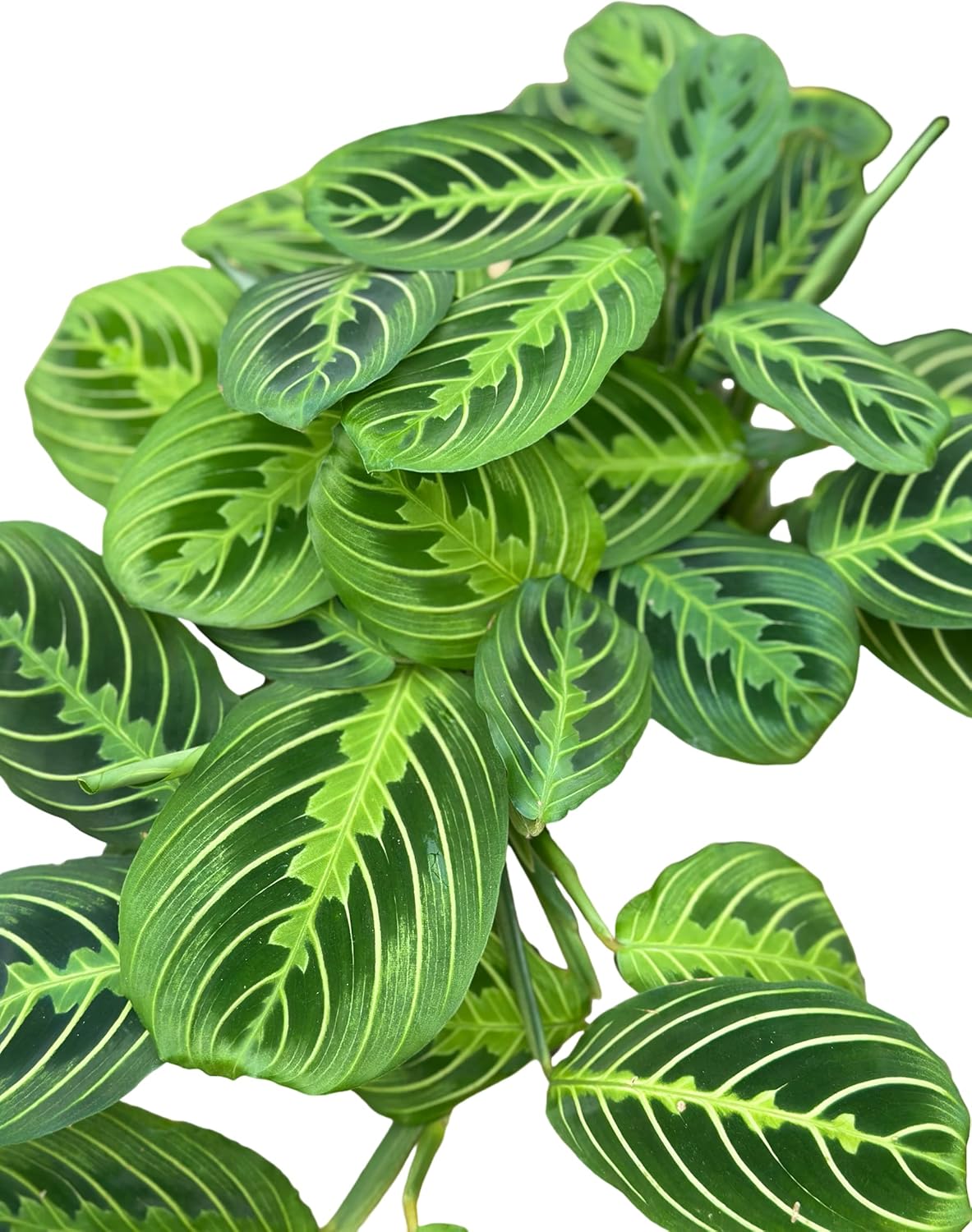 Live Plant, Lemon Lime Maranta Prayer Plant, Pet Friendly, Air Purifying Plant, Easy Care, Easy to Grow Live Indoor Plant, Houseplant, Rare Indoor Plant, Home Décor 4 inch Pot by Hopewind Plants Shop