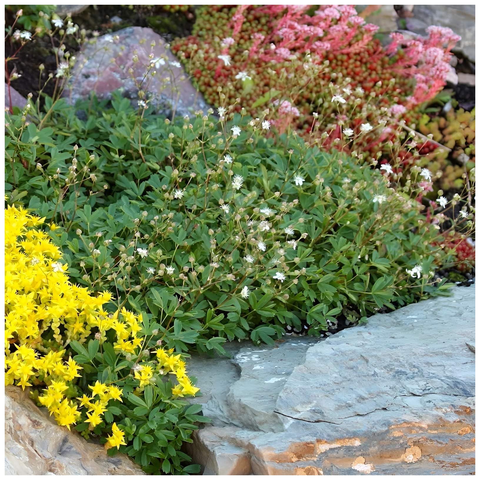 Stauden Gnge 5 x Potentilla tridentata 'Nuuk'  (Winterhart/Staude/Bodendecker/Mehrjhrig/Stauden/Immergrn)  Teppich-Fingerkraut - Bodendecker mit nordischem Charme - sehr  Bienenfreundlich : Amazon.de: Garten