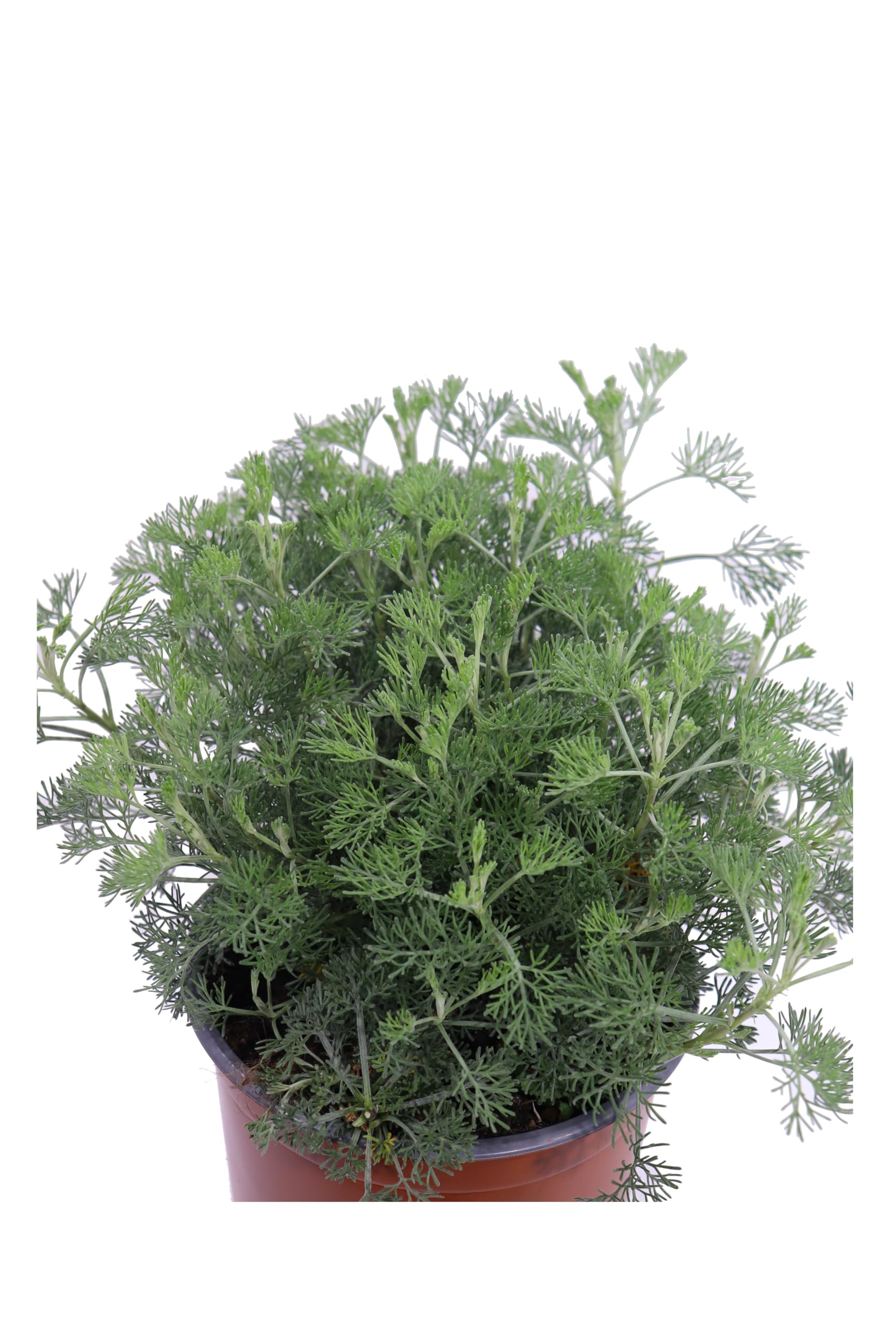 pianta di Artemisia Camphorata pianta da esterno pianta da giardino pianta ornamentale di Artemisia Camphorata pianta profumata pianta vera venduta da eGarden.store