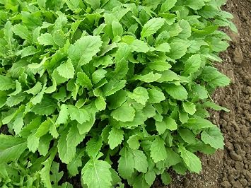 JustSeed - Salad - Salad Rocket - Wasabi - 500 Seeds - Economy Pack