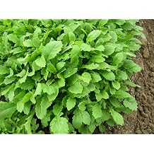 JustSeed - Salad - Salad Rocket - Wasabi - 500 Seeds - Economy Pack