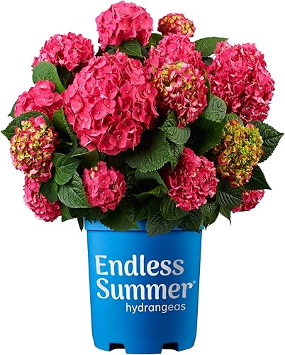 Vista 5 de Endless Summer Bloomstruck Hydrangea (2 galones) y Summer Crush Hydrangea Shrub (2 galones) Bundle