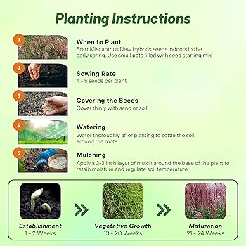 Amazon.com : Outsidepride New Hybrids Miscanthus Sinensis