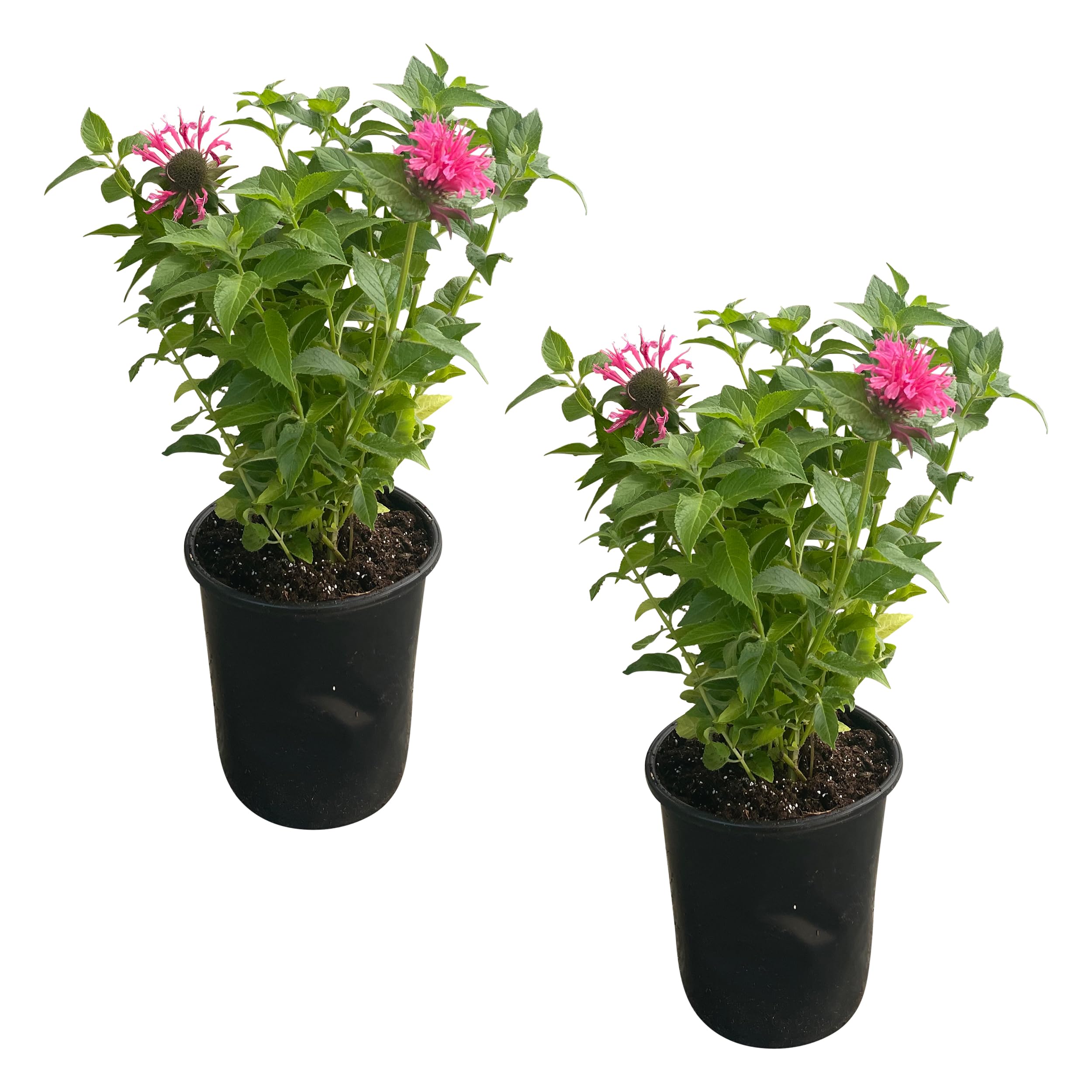 Live Flowering Bee Balm - Balmy Pink