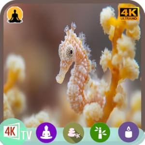 Aquarium SANS PUBLICITɠ: économiseur d'écran 4K représentant un hippocampe