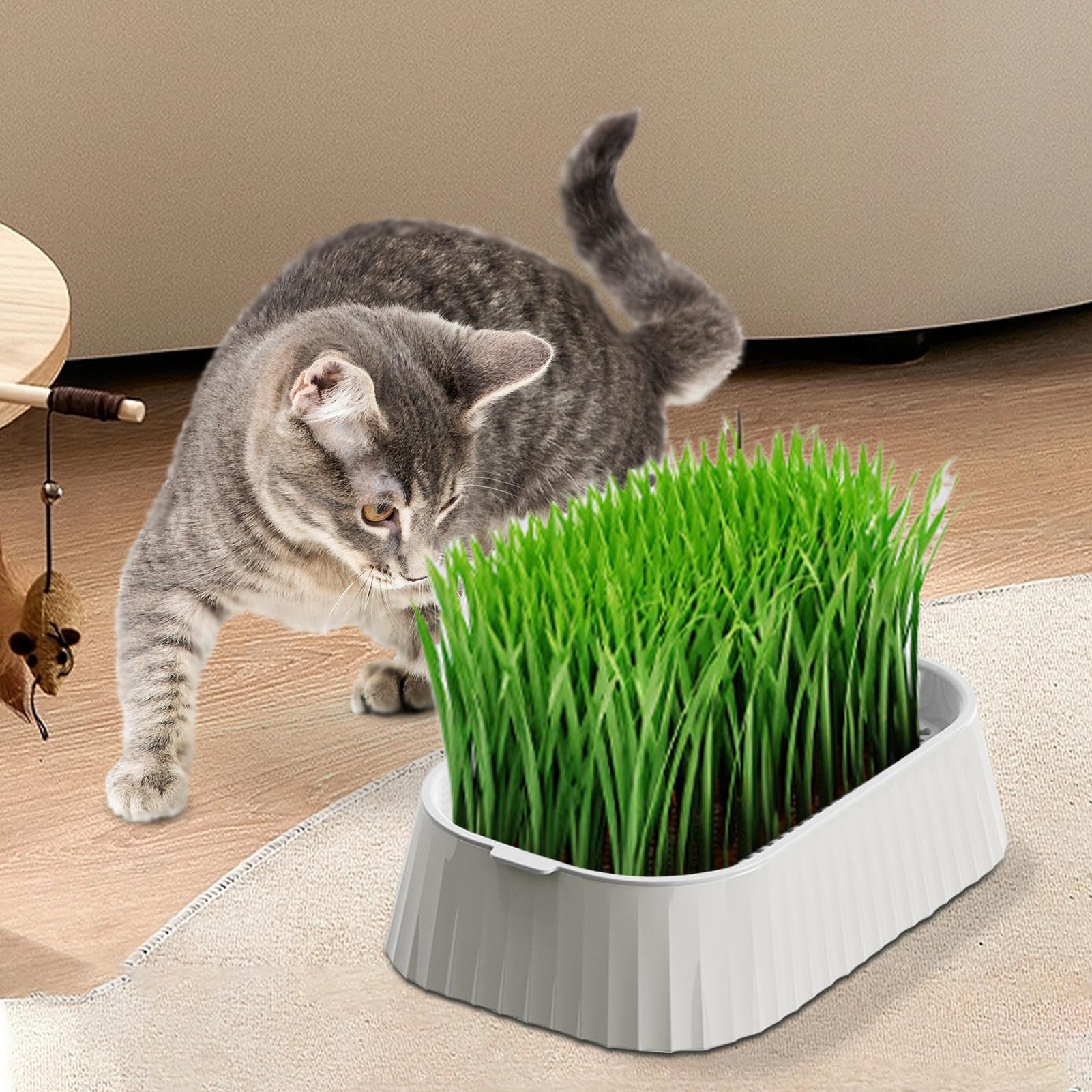 Amazon.co.jp: 猫草プランター 栽培キット - 猫草プランター 水耕栽培 