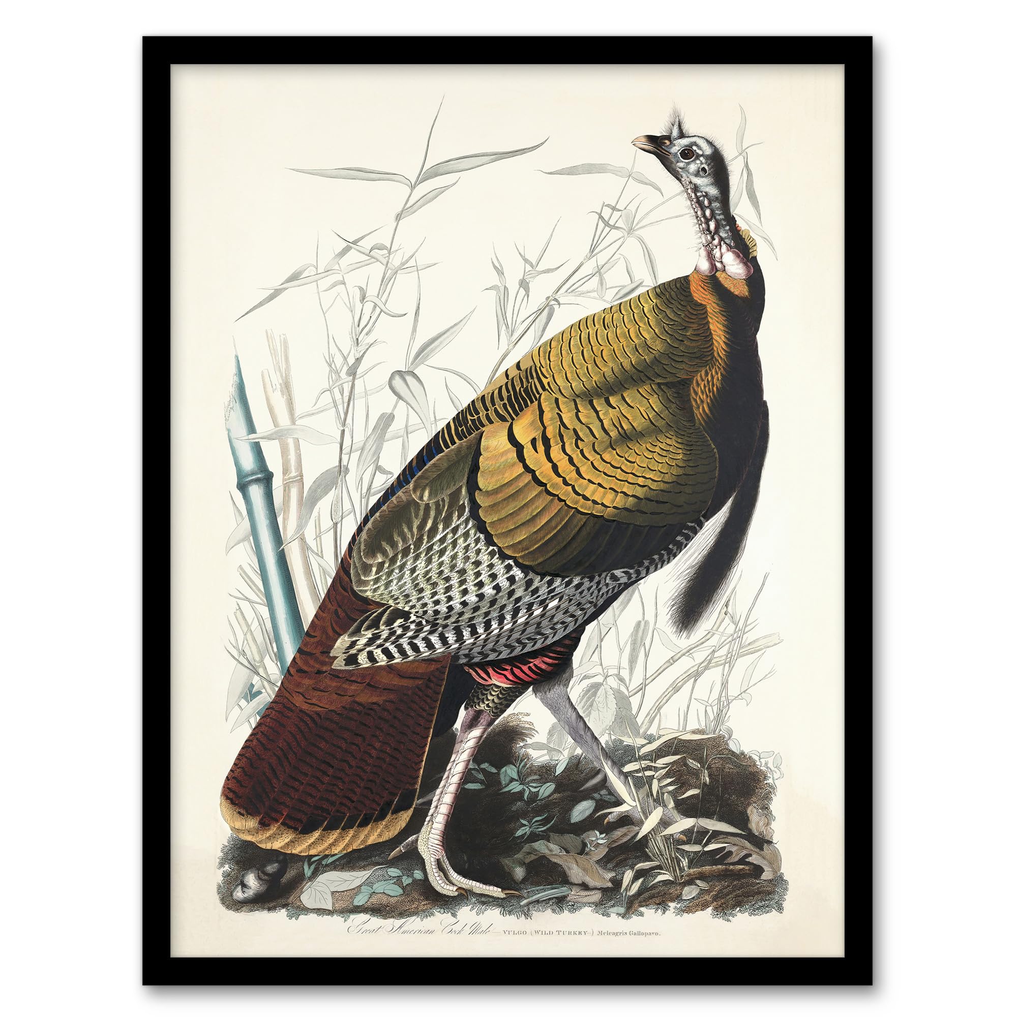 Artery8 Birds of America Wild Turkey Wall Art Print Framed 12X16 Artwork By Audubon : Wild Turkey Illustration Perfect For Hallway Or Kitchen Celebrating Rural Beauty And Classic American Nature