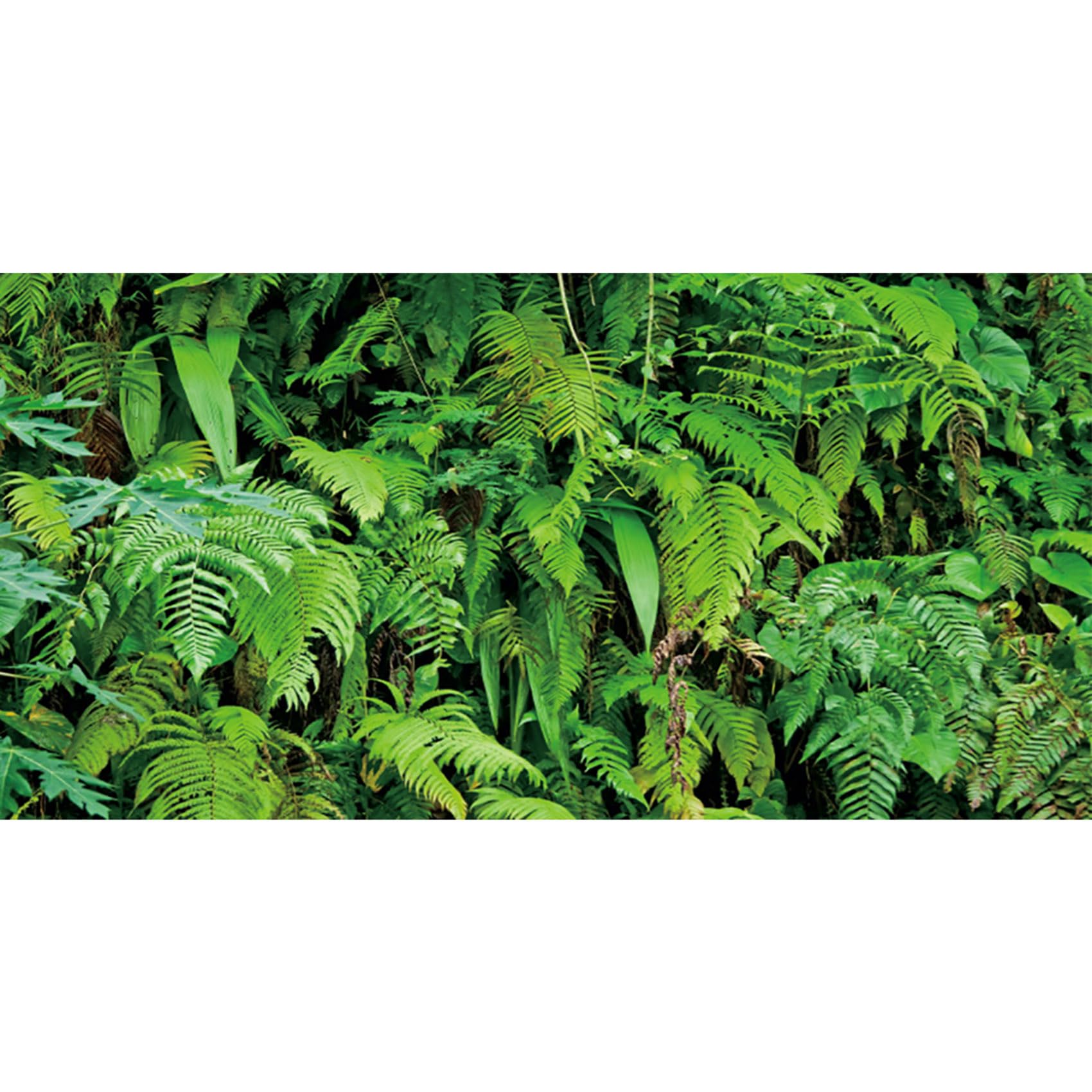 MIRRORANG 61x41cm Tropical Terrarium Background Tropical Plants Leaves Aquarium Background Rainforest Reptile Habitat Background Durable Vinyl Background — image 1