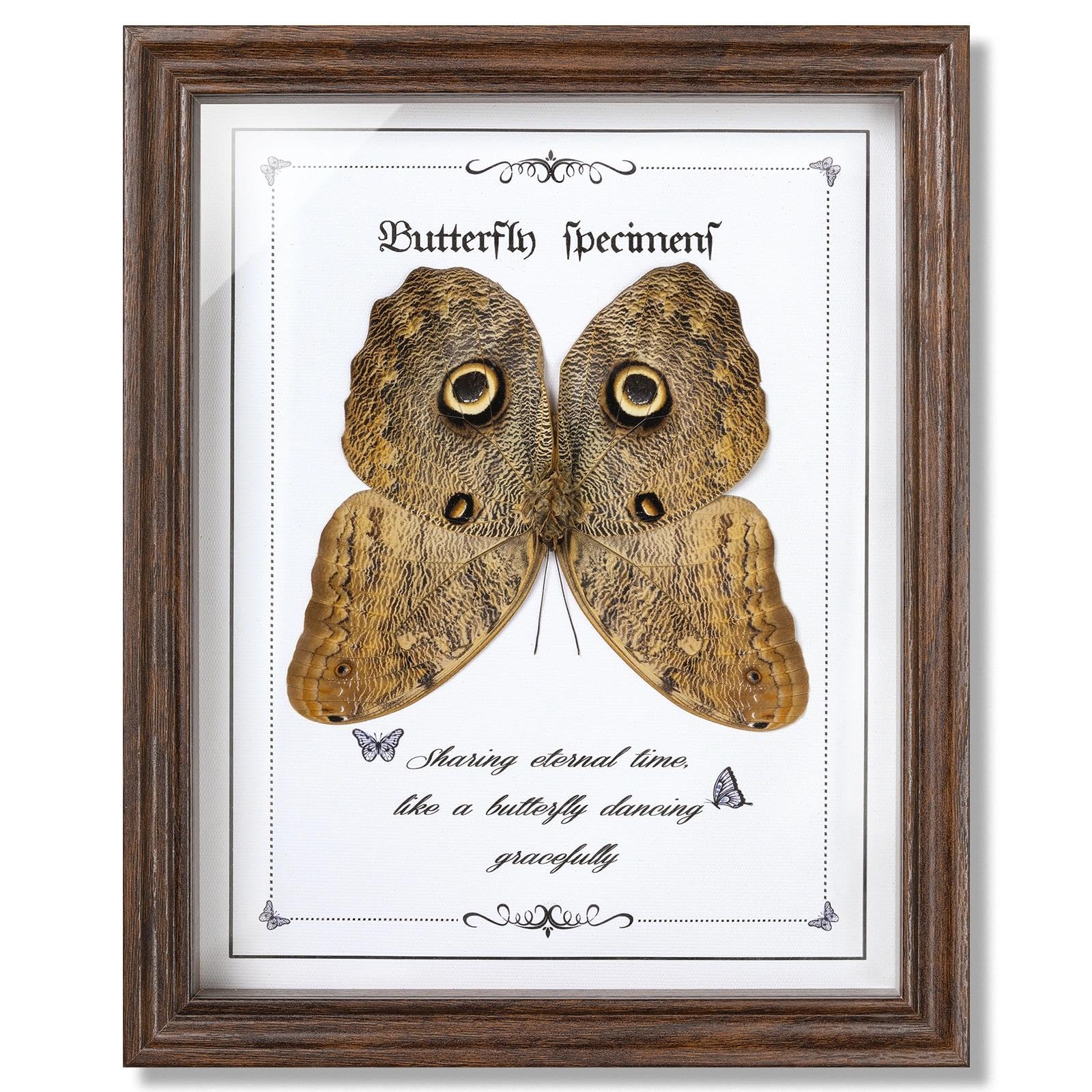Hibou papillon préservé encadré comme cadeau d'anniversaire original
