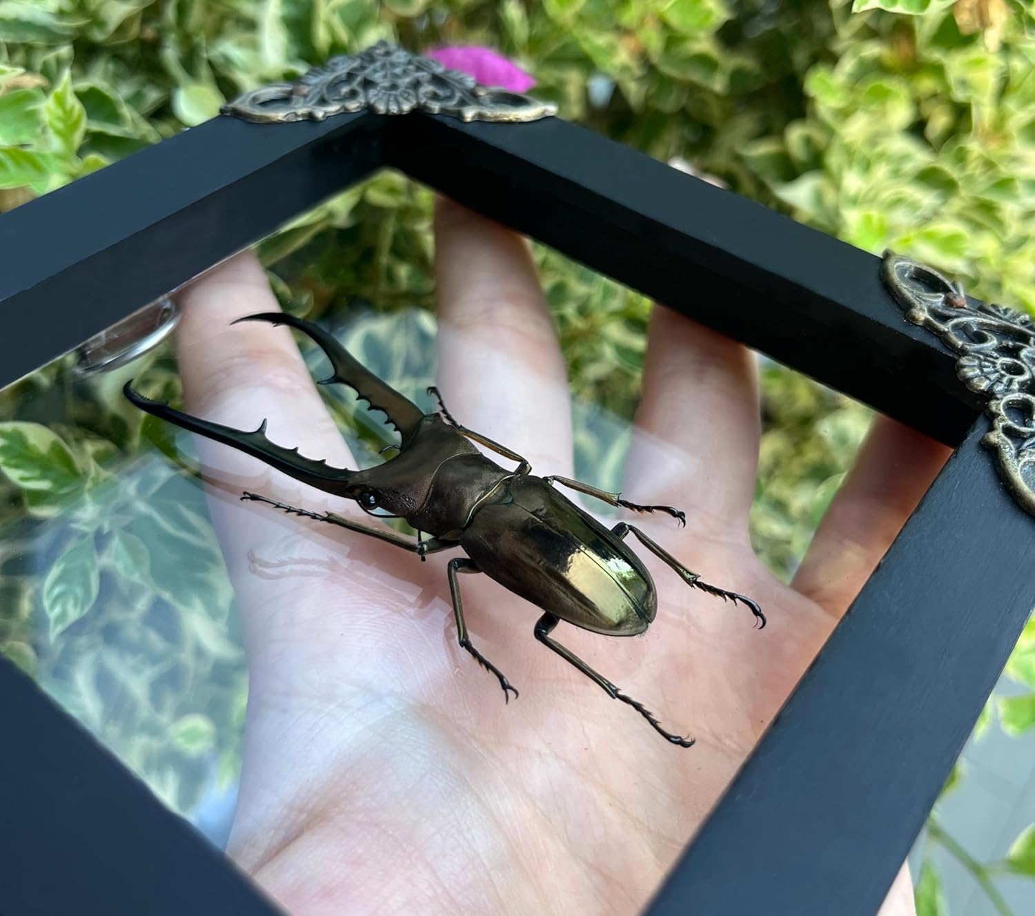 Real Cyclommatus Metallifer Stag Beetle Framed Bug Shadow Box Taxidermy Gifts Specimen Display Entomology Oddity Tabletop Gothic Wall Hanging Home Decor K12-84-KINH