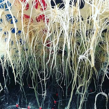 36 Site Aeroponic Cloning Machine (2 Pack) (4)