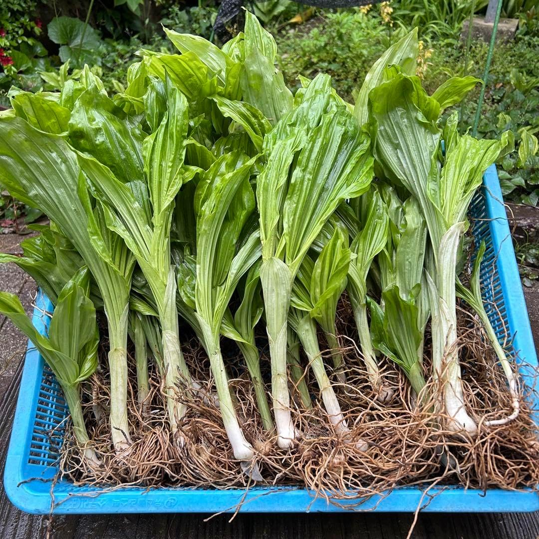 来年開花予定 キエビネ20株 エビネ 海老根 黄エビネ えびね エビネ蘭