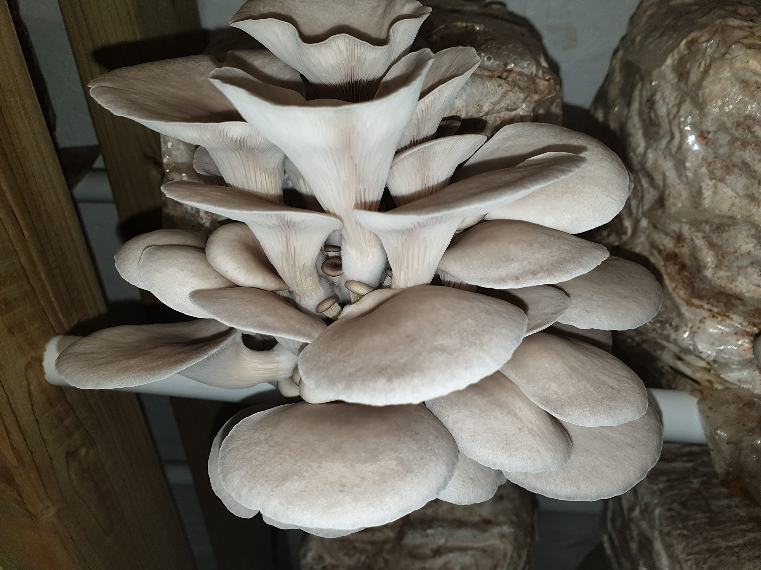Florida Oyster Mushroom Spawn/Seed, 60g Heat Sealed Bag (Pleurotus ostreatus VAR. Florida) Foragers Table โ image 1