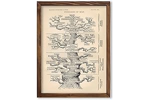 Haeckel's Evolution of Man Poster: A Tribute to the Pioneering Spirit of Science