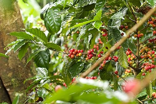 Miniatura 2 de Cascara a granel de 12 onzas  Cascara de café seco  Súper té antioxidante