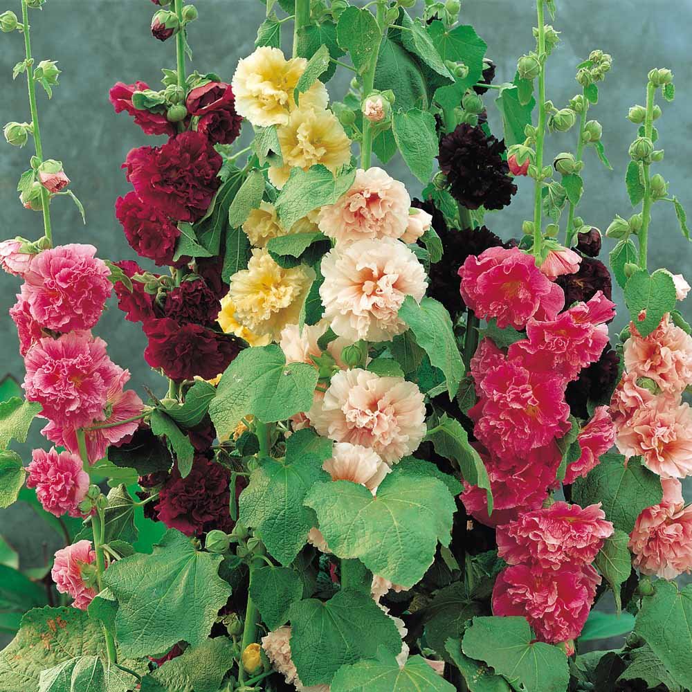 See full amazon price history chart for hollyhock flower seeds gardening 50 above seeds winter flower seeds for gardening hollyhock flower seeds gardening 50 above seeds winter flower seeds for gardening (B0BK4D4KXX) Amazon Price History, Amazon Price Tracker