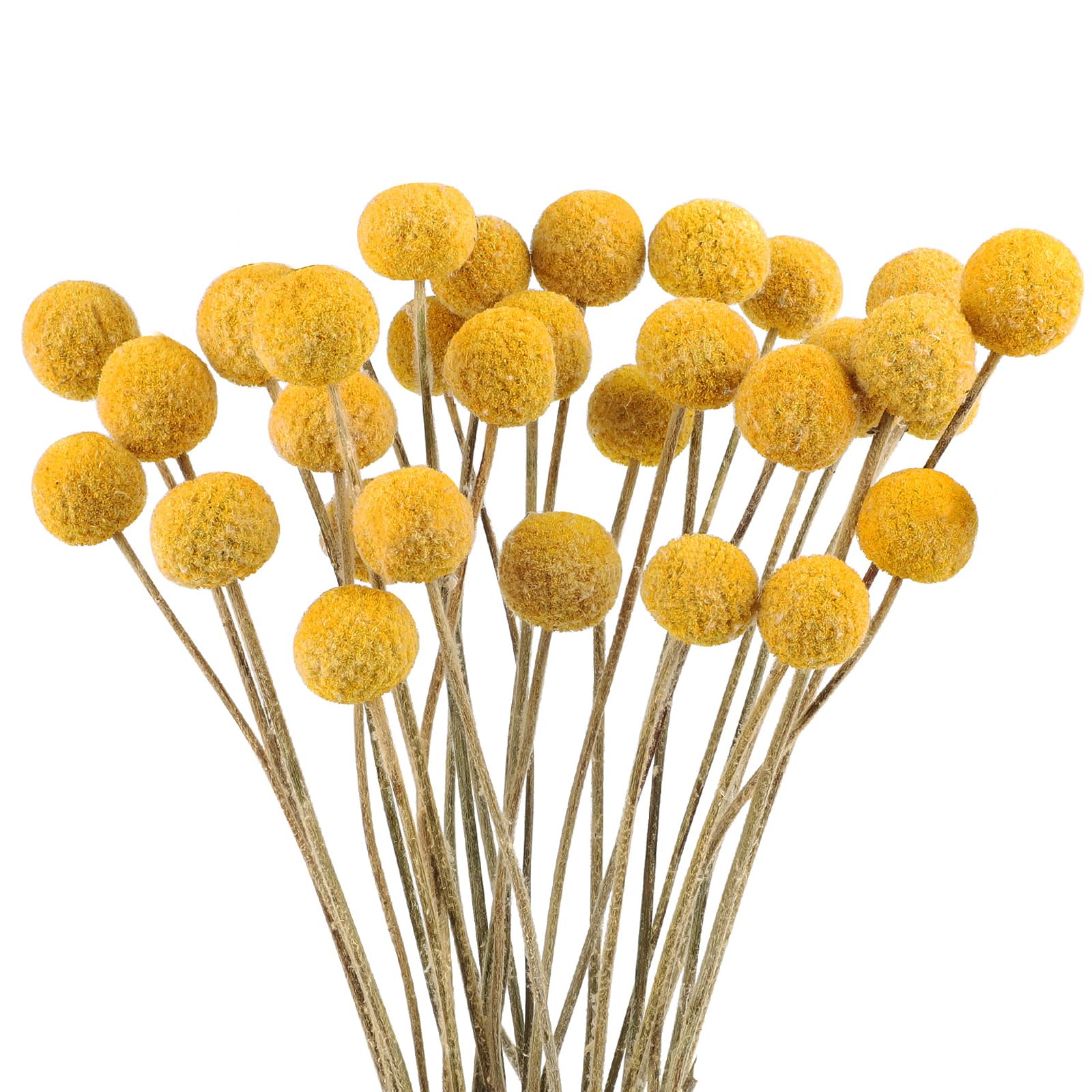 30 PCS Dried Billy Balls Flowers Golden Ball Flower Bouquet Dried Craspedia Globosa Decor for DIY Crafts wreath Home Decor Cake Wedding Party Centerpieces Decor (Golden)