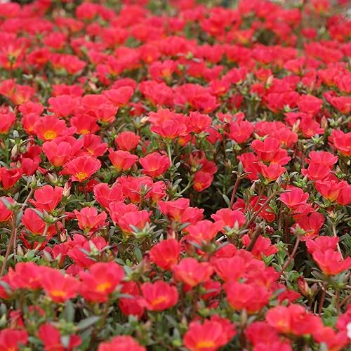 Miniatura 2 de Outsidepride Portulaca Purslane Toucan Scarlet Suculentas de cobertura del suelo 100 semillas