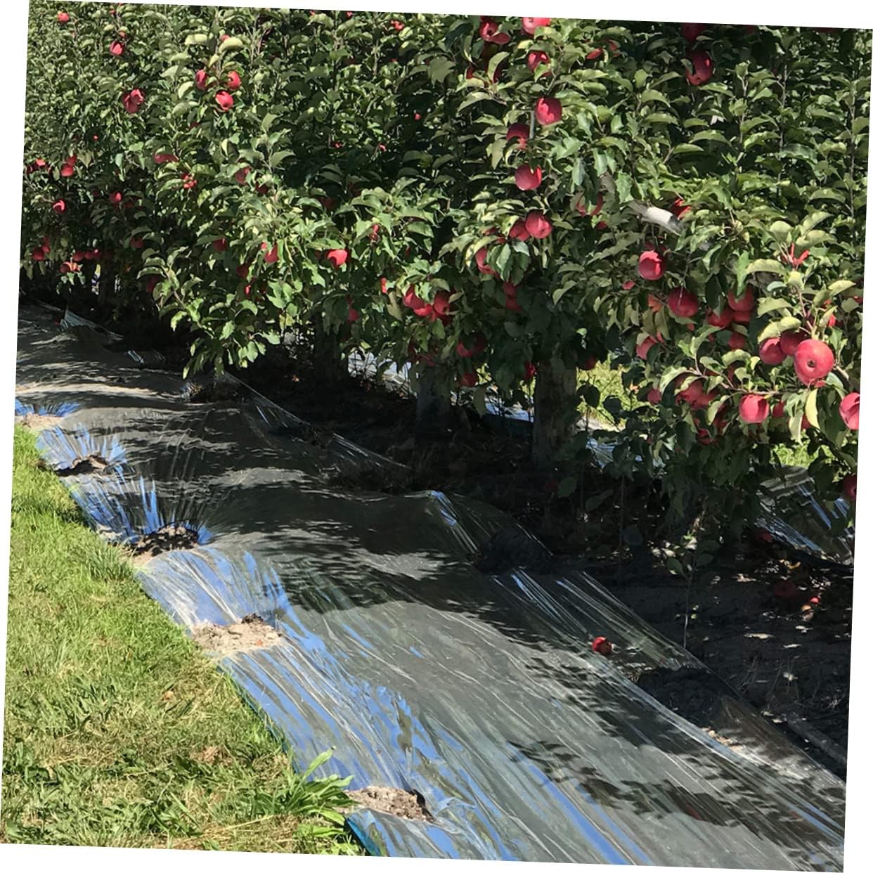 Reflective Thin Film for Garden Greenhouses Reusable High Reflective Covering Foil for Plant Growth Emergency Treatment for Outdoor Activities