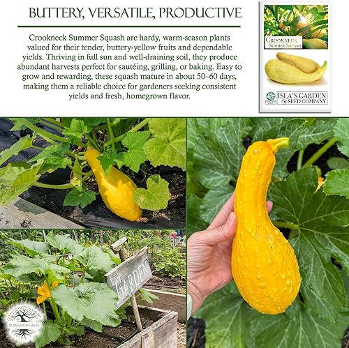 Miniatura 5 de Crookneck Semillas de calabaza de verano para plantar, más de 30 semillas tradicionales por paquete, semillas de jardín de Isla (semillas de jardín