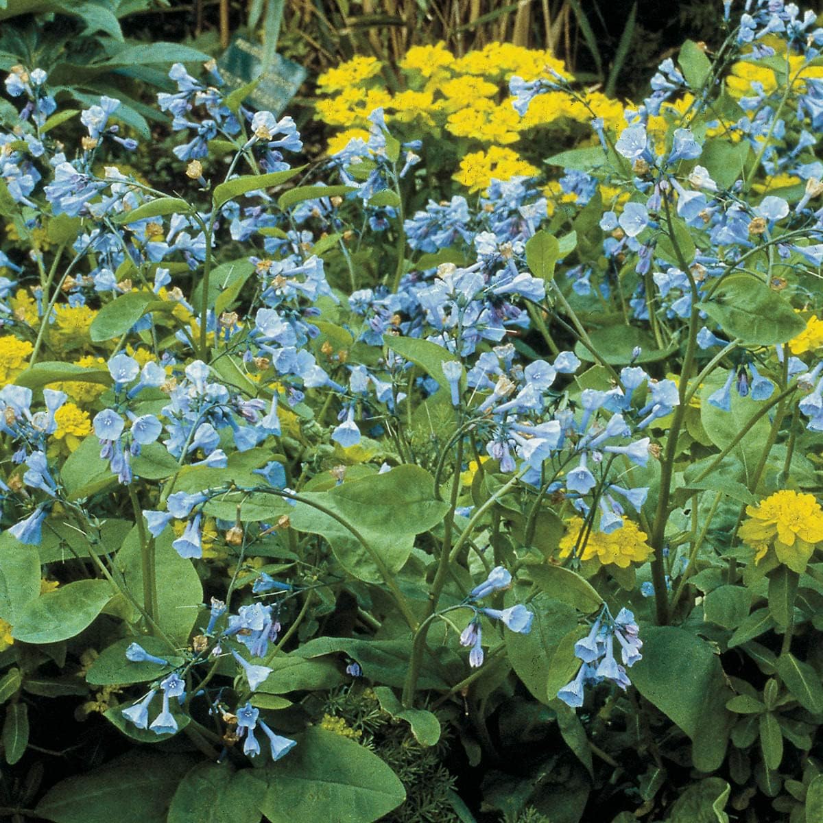 BRECK'S - Virginia Bluebells Dormant Bare Root Flowering Groundcover Perennial Plants, 2 Plants per Offer