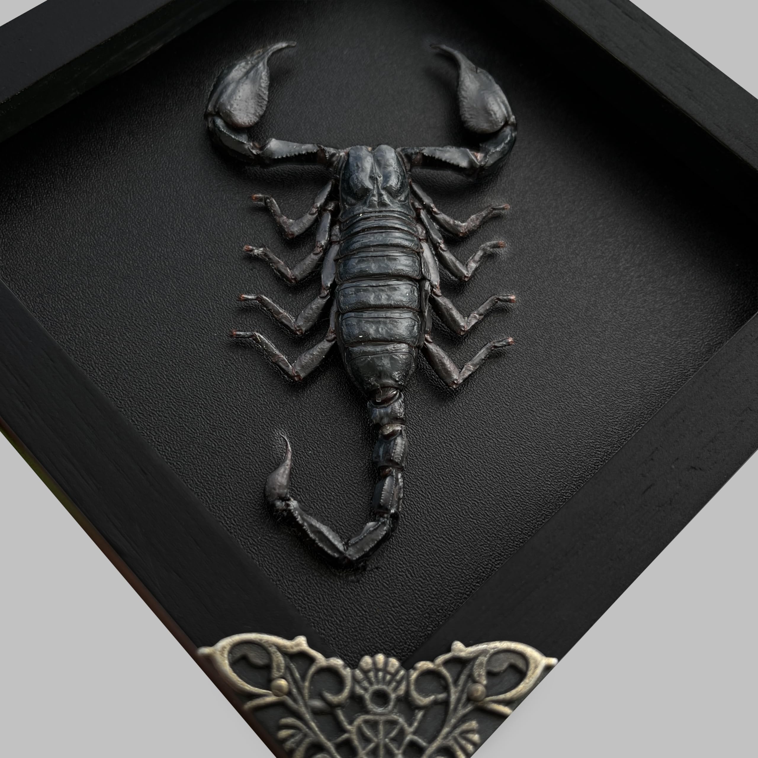VINADECOR Real Scorpion Black Framed Dried Beetle Shadow Box Entomology Wooden Insect Handmade Taxidermy Wall Art Decor Decoration Tabletop Living Home K14-51-DE