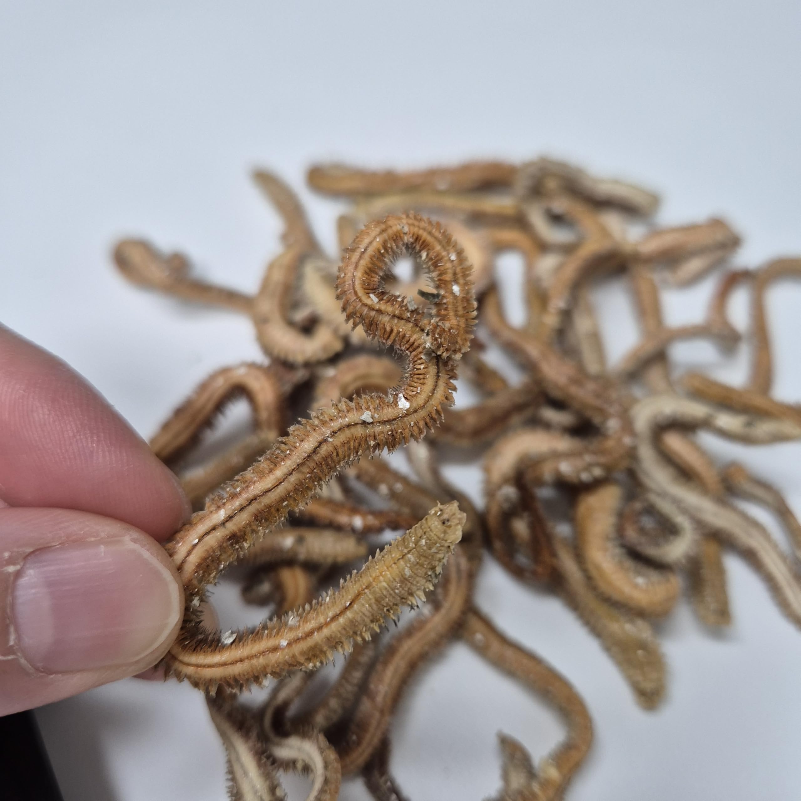 Amazon | クイックベイト 乾燥青イソメ、赤イソメ、4個セット、釣り餌