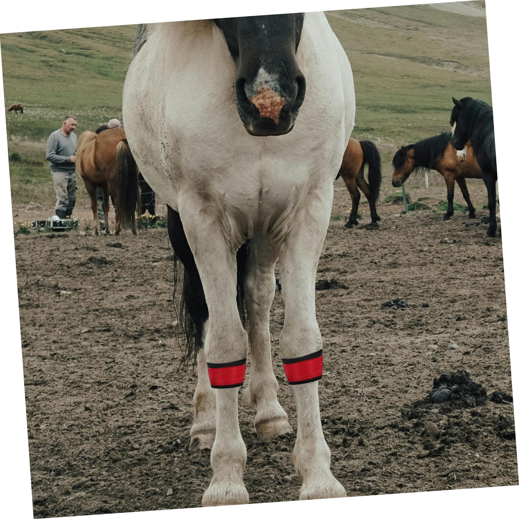 4pcs Bracelets LED Réfléchissants pour Cheval en Tissu Résistant et Portable, Accessoires Équitation pour Entraînement et Activités Extérieures Nocturnes