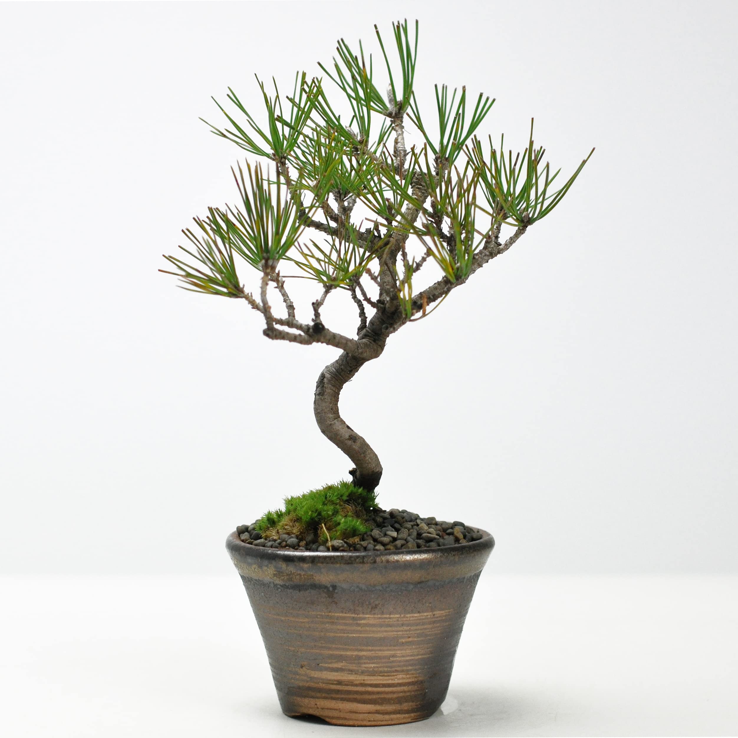 Amazon.co.jp: 盆栽妙 ミニ盆栽 赤松 本物 観葉植物 鉢植え ギフト