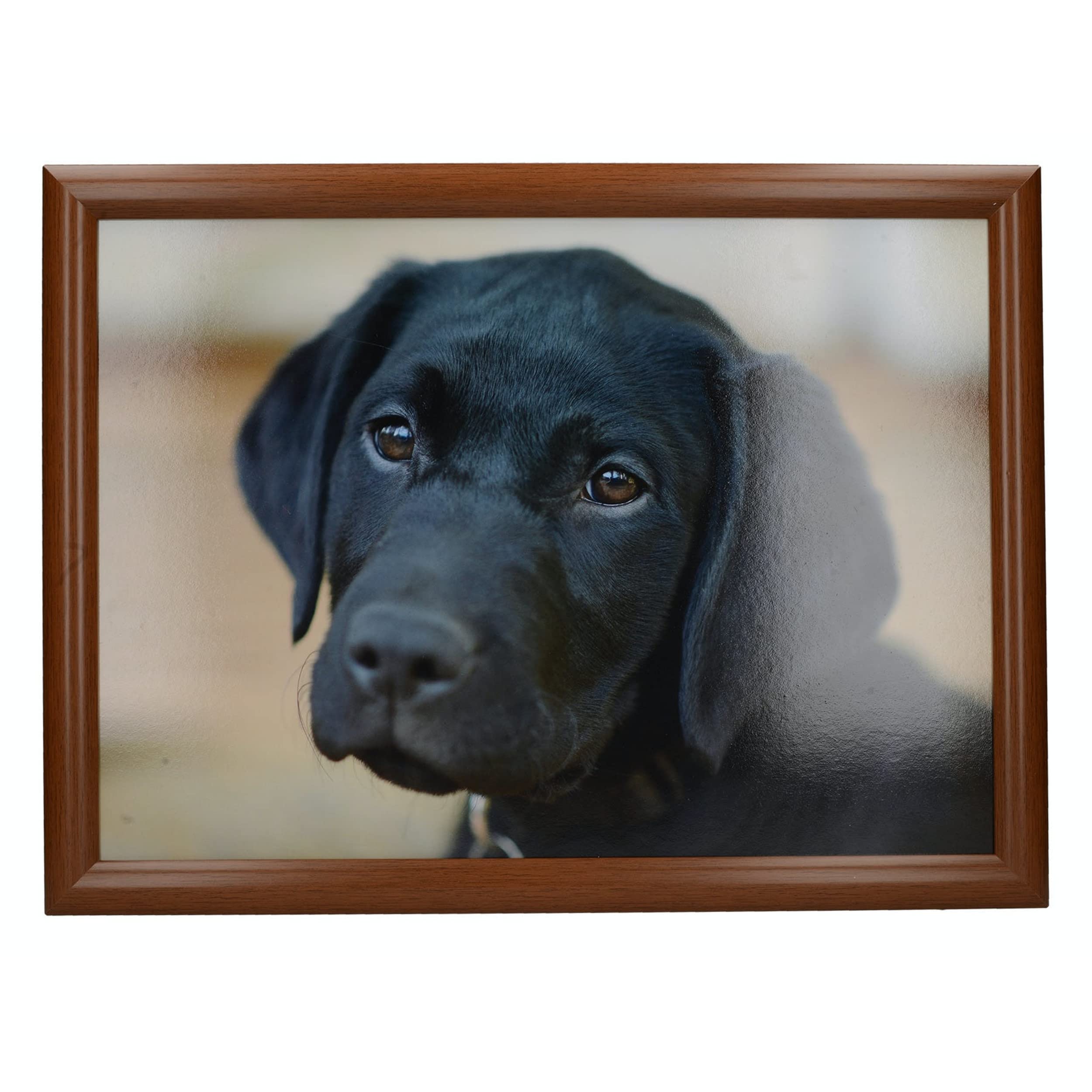 Creative Tops Labrador Printed Laptray, Multicolor, 44 x 34 cm