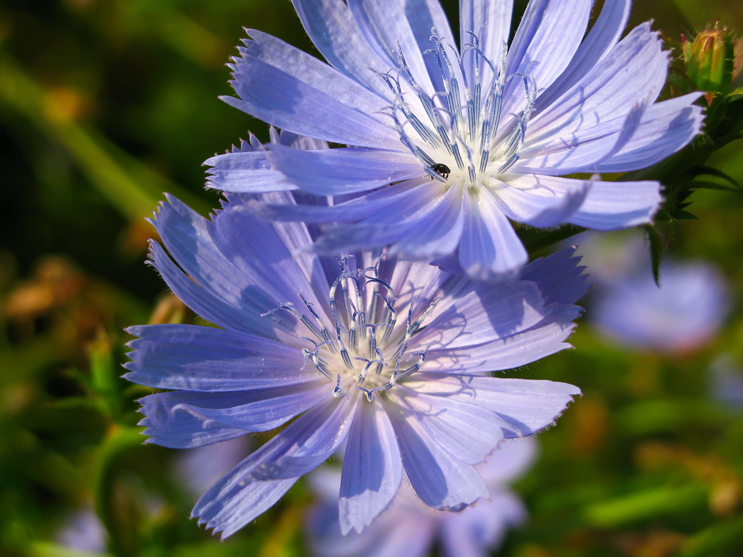 その他 chiory Amazon.com : Chicory Seeds (Cichorium intybus) 1000 Seeds (2 g