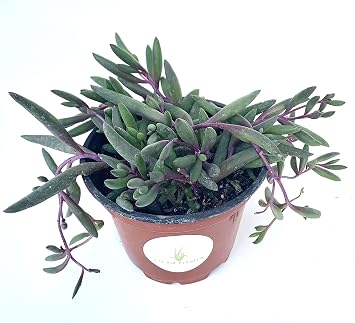 String of Pickles Succulents Ruby Beads Othonna Capensis Rooted in 4 Pot