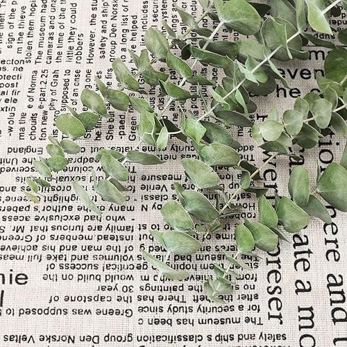 Miniatura 4 de 12 tallos de ramas de eucalipto secas, tallos verdes, 17 pulgadas, hojas de eucalipto vivas 100% naturales, decoración de plantas verdes para ducha,