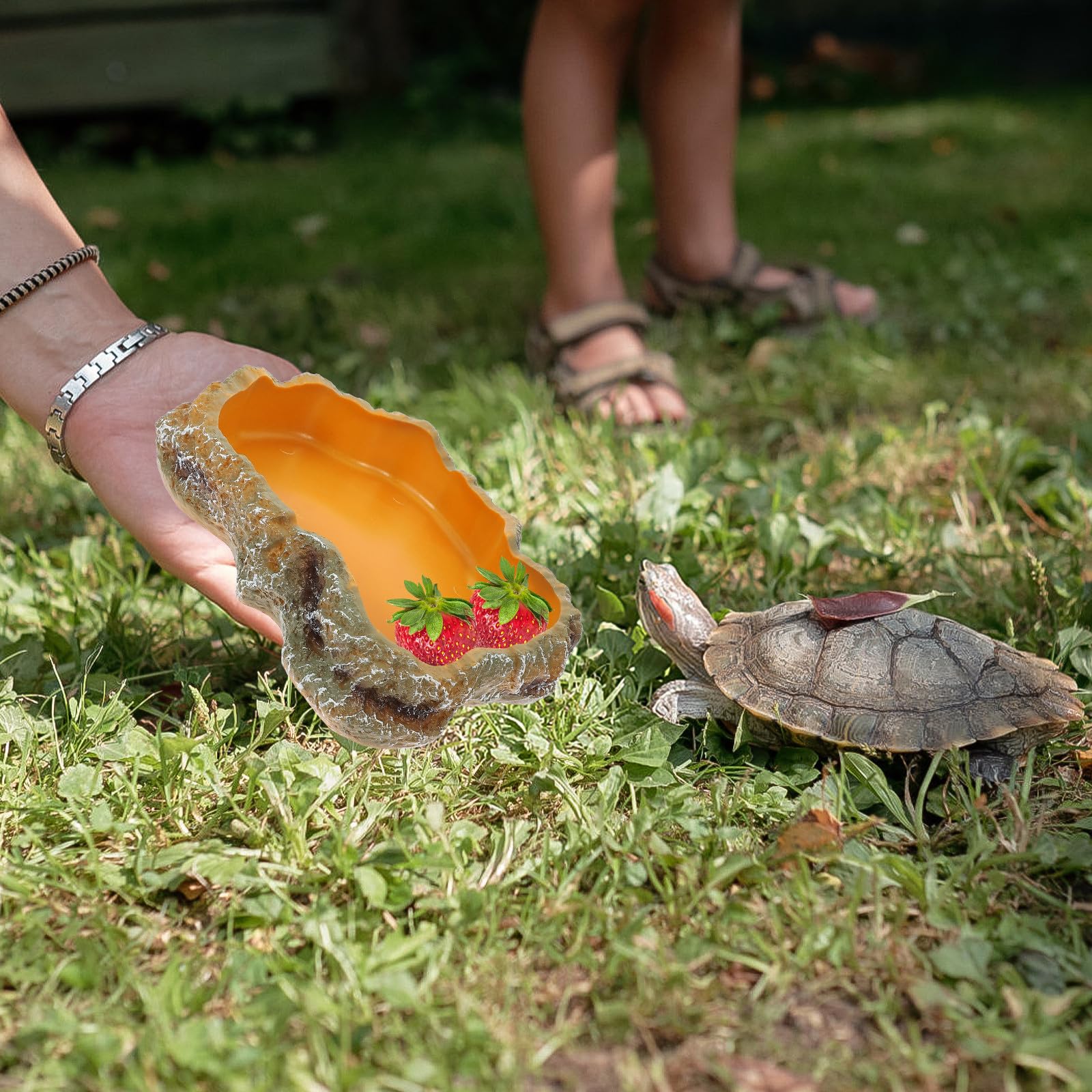 ibasenice Bol Eau Reptiles Taille M Gamelle Nourriture pour Lézards et Tortues Accessoires pour Terrarium Décoration Paysagère