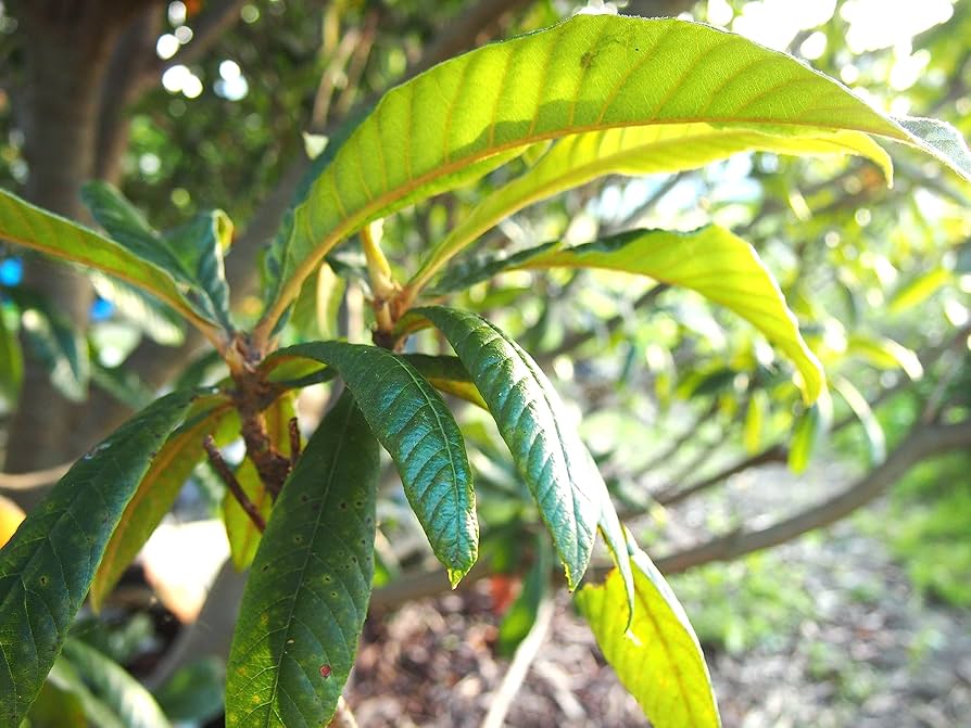 ❁⃘*.゜にこにこさま専用❁⃘*.゜自然栽培大豆2kg・こうじ2kg