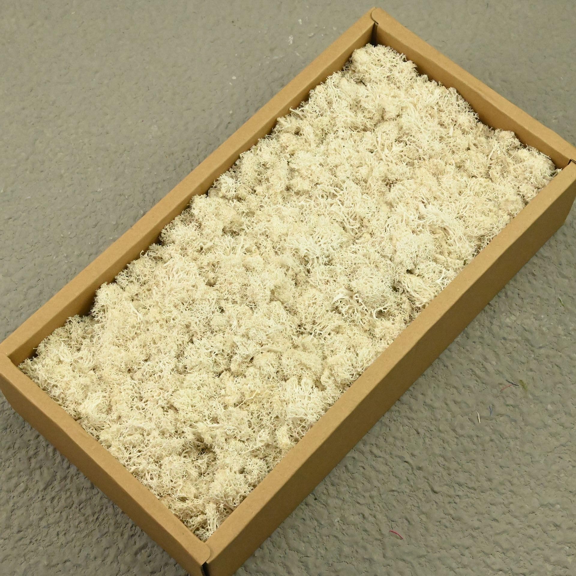 AGARES Preserved Reindeer Moss, Natural Stabilized Moss for Moss Wall, DIY Crafts, Frames, Terrariums, Artificial Plant Decoration, Long-Lasting No Maintenance (White, 100g)