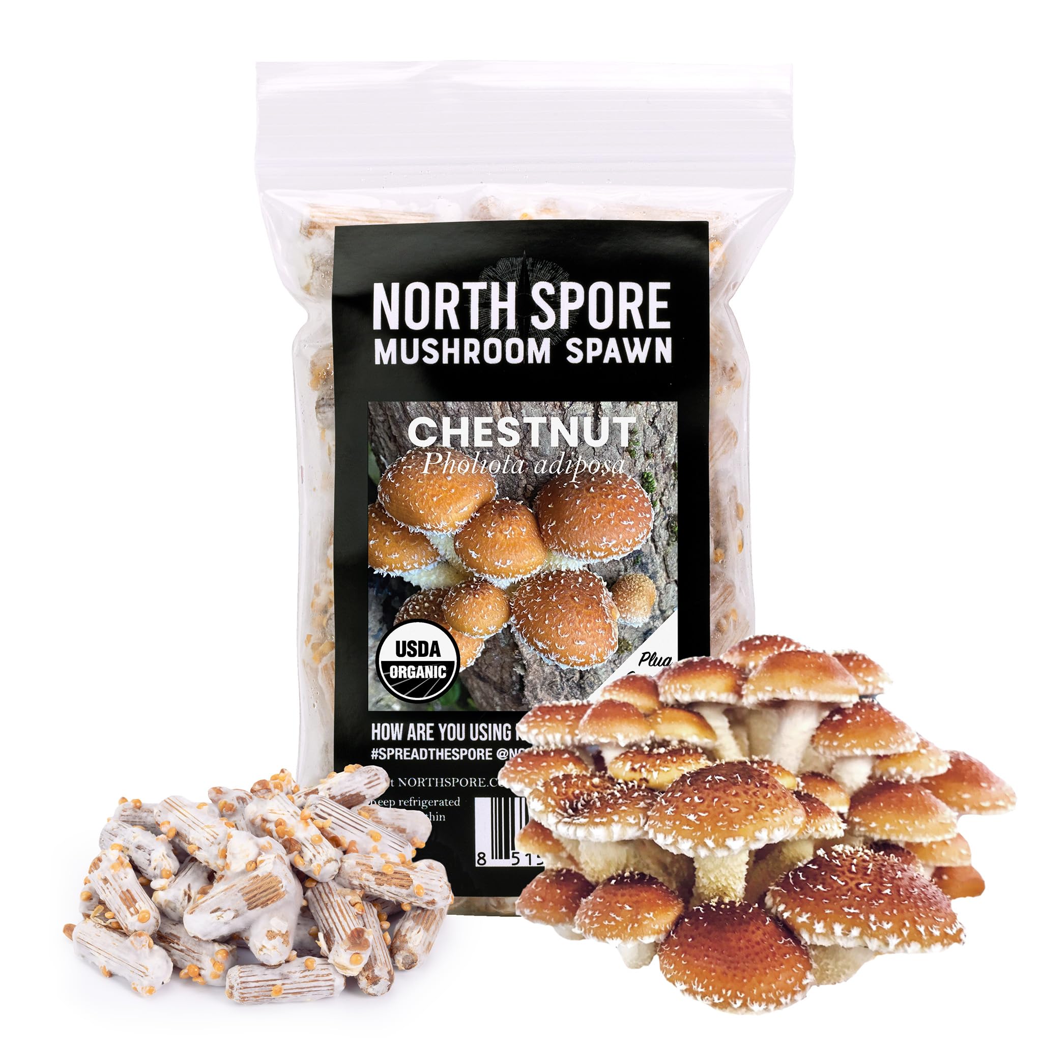 North Spore Organic Chestnut (100 ct) Mushroom Plugs for Logs | Premium Quality Mushroom Plug Spawn | Handmade in Maine, USA | Grow Gourmet Mushrooms Outdoors on Logs | Pholiota adiposa